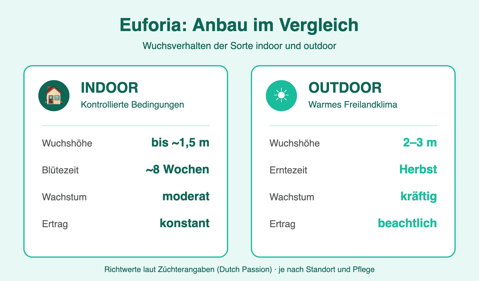 Infografik Euforia Anbau im Vergleich: Wuchshöhe, Blütezeit und Ertrag indoor und outdoor