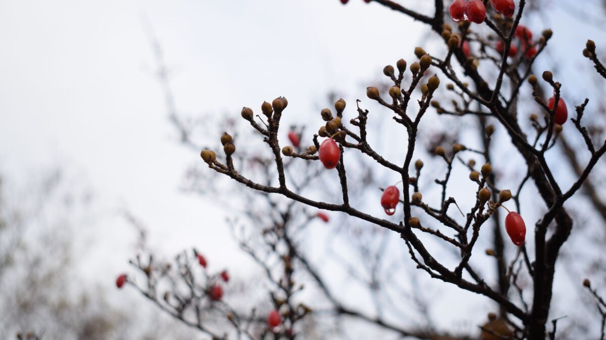Vibrant red cornelian cherry berries on bare branches, captured on a cloudy winter day in Chiba, Japan.